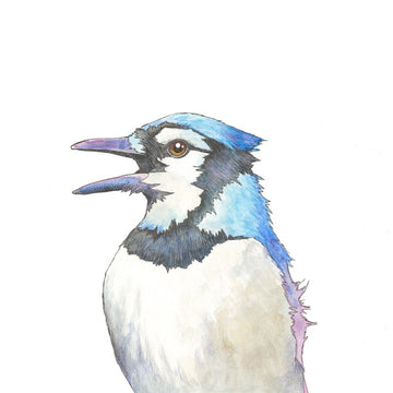 Blue Jay portrait