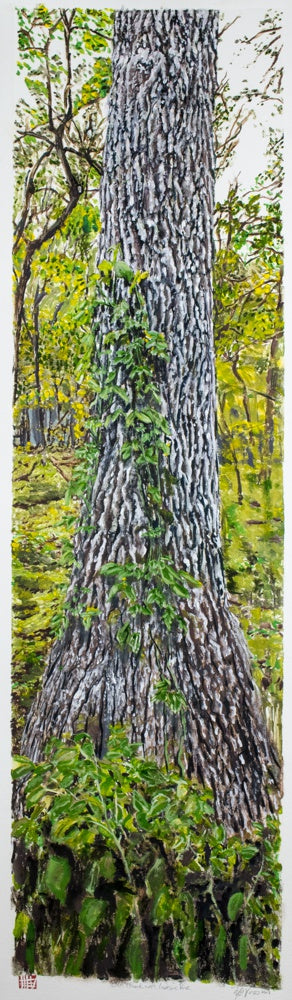 Oak Tree With Invasive Vine