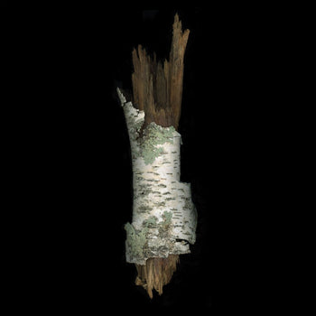 Birch Branch