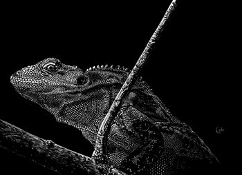 Creeping Iguana