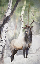Majestic-1