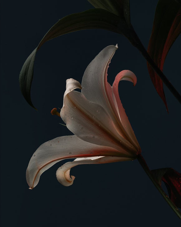 Lily