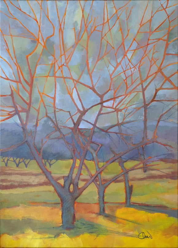 Vineyard