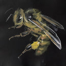 Honey Bee-1