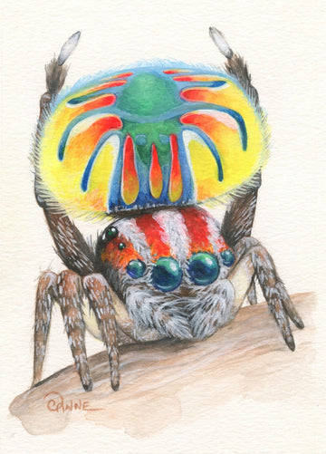 Peacock Spider (Volans)