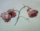 Roses 🌹-1