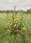 Spent Sunflowers, Rainy Day-1
