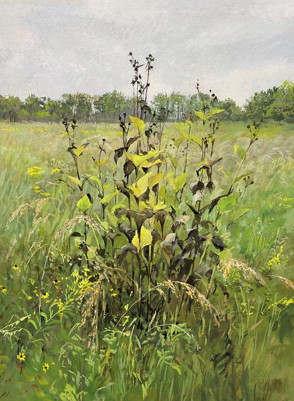Spent Sunflowers, Rainy Day