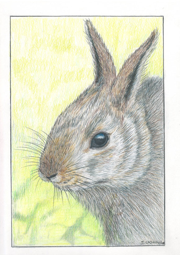 The Bunny