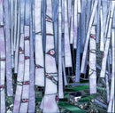 Rose Birch-1