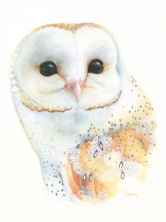 Barn Owl