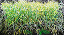 Impenetrable Undergrowth-1