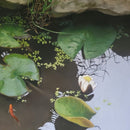 Pond Life-1