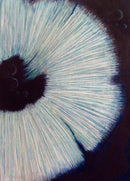 Spore #2-1