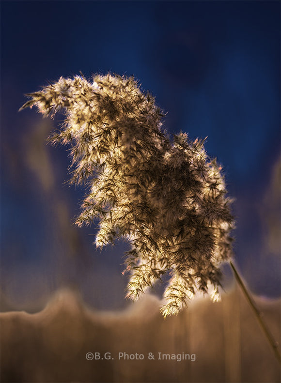 Gentle Breeze