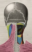 Stress (Neck Muscle Study)-1