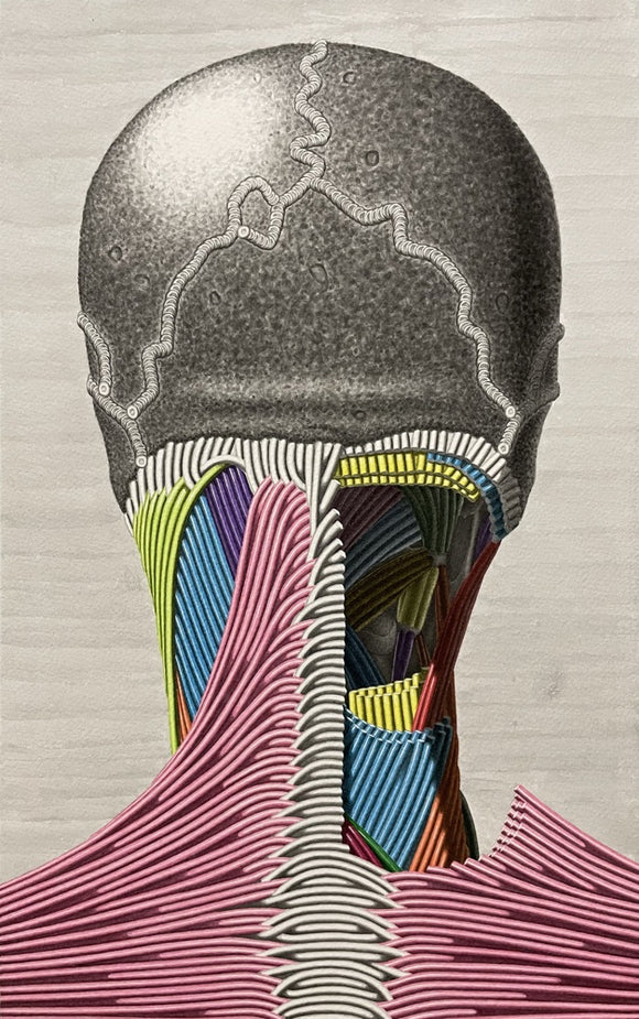 Stress (Neck Muscle Study)