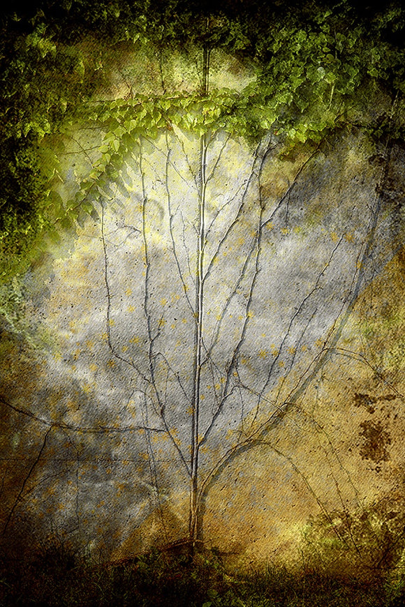 Tree of Life