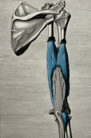 Tricep Study-1