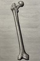 Metal Femur-1