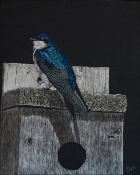 Spring Tree Swallow