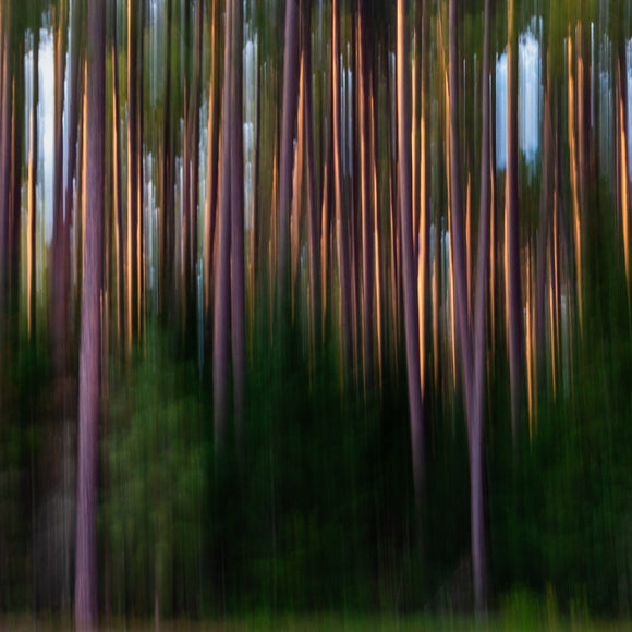 Forest Secrets