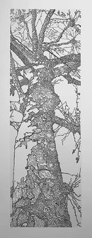 Forest for the Trees 1/5-1