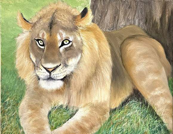 SIMBA, a young Lion of the Maasai Mara