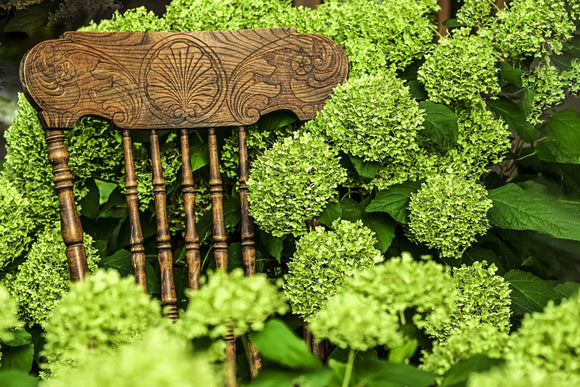 Resting in a garden of Hydrangeas