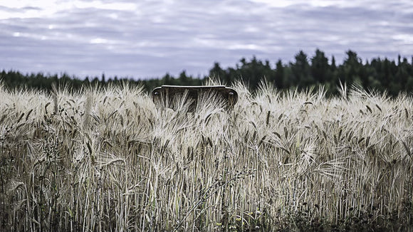 The harvest chair resting a the barley field