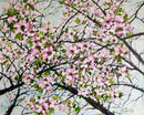 Cherry Blossom-1