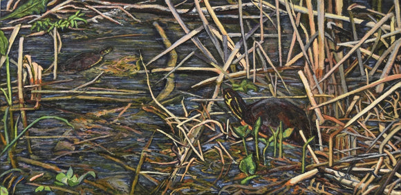 Painted Turtles