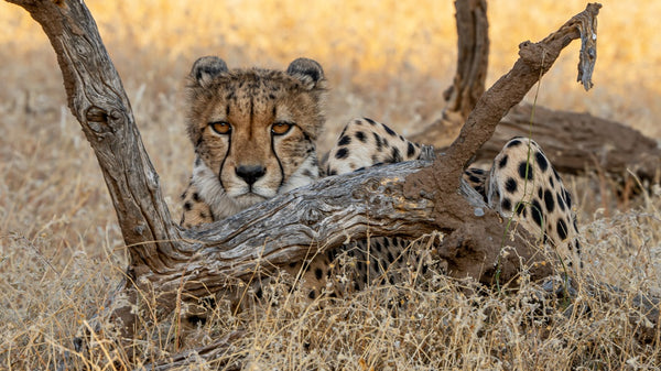 Cheetah Behind Wood