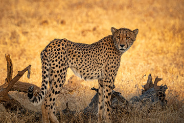 Cheetah at Sunset