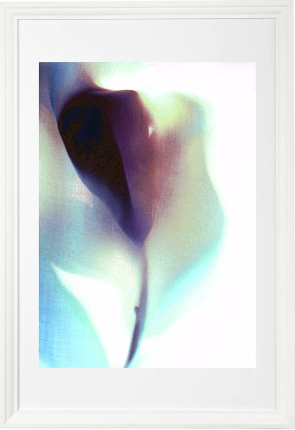 tulip 11