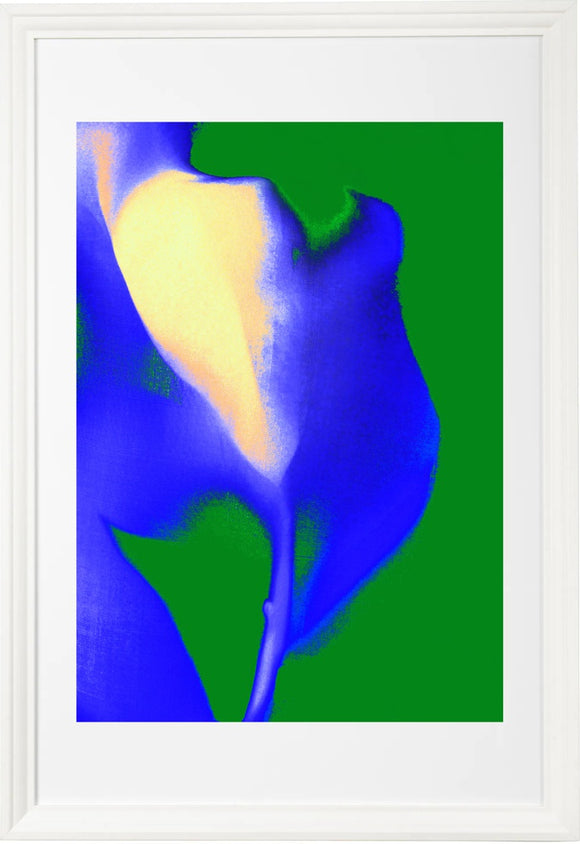 tulip 77