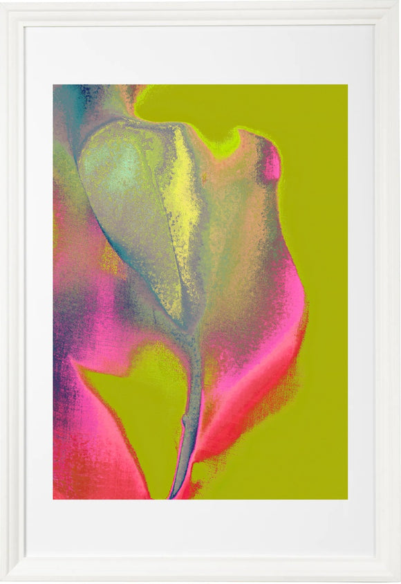 tulip B44