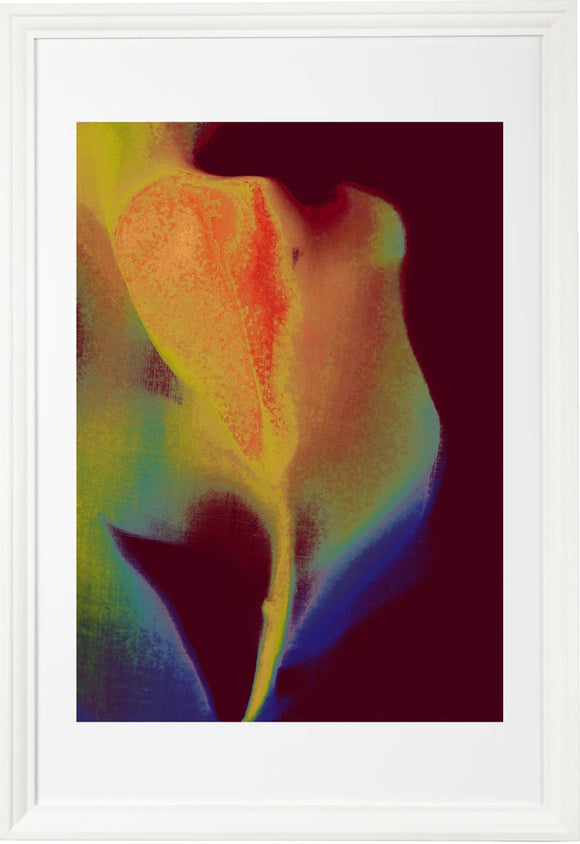 tulip B97