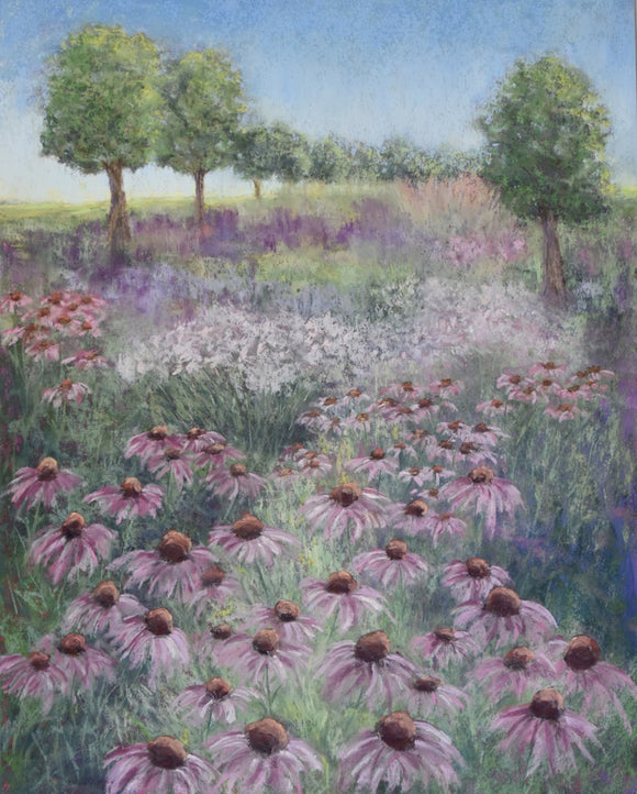 Echinacea Dreams