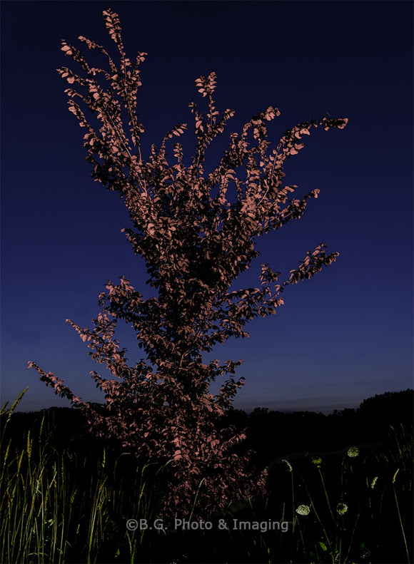 Alone AT Dusk