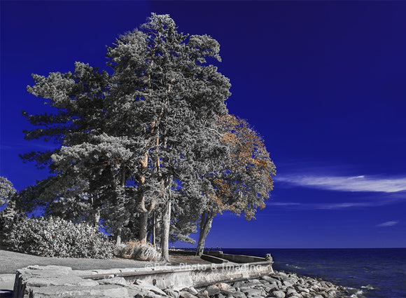Along The Path