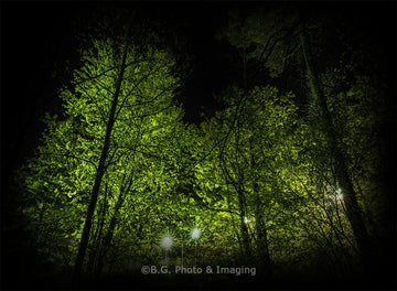 The Green Canopy Of Night