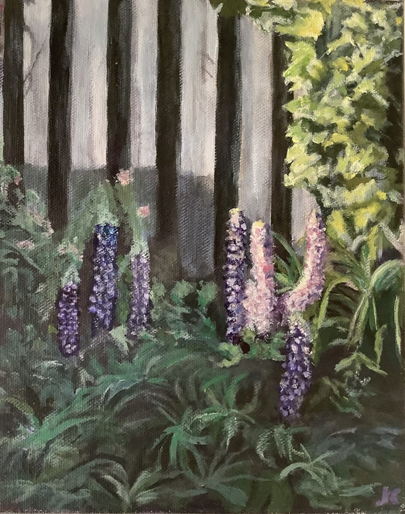 Lupins in my Garden