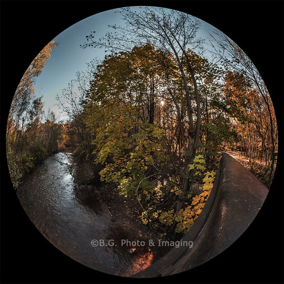 Autumn Trail