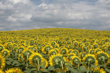 Sea of Sunflowers