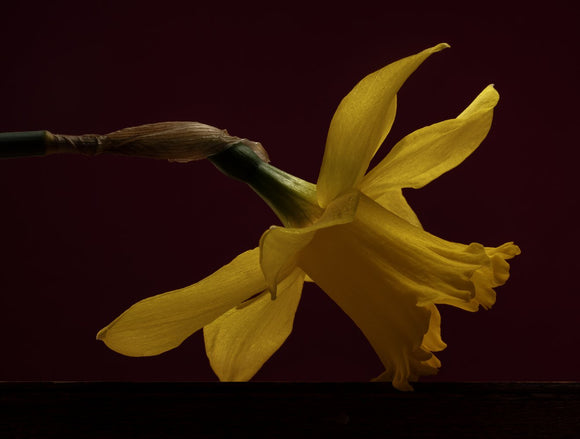 Daffodil