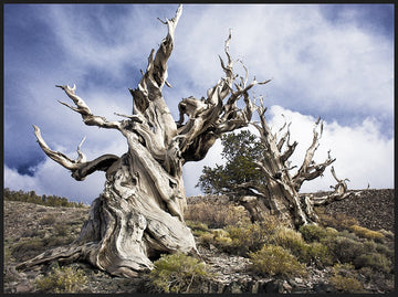Life and Death in the Ancient Bristlecone Pine Forest, California