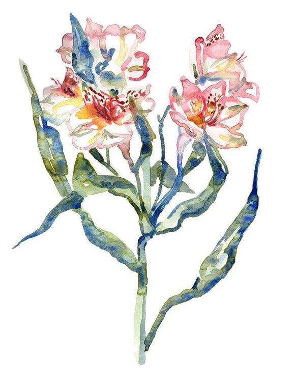 Alstroemeria flower
