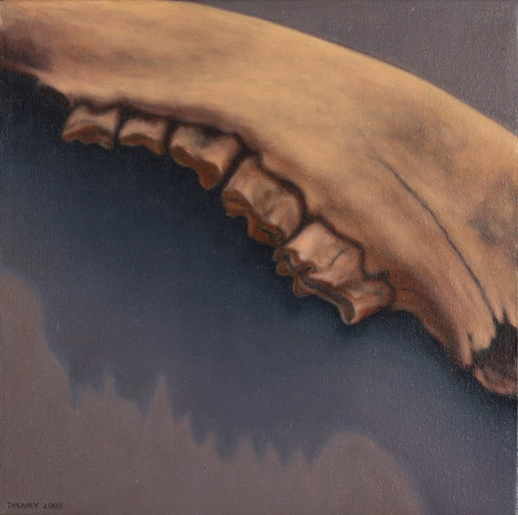 Still Life: Old Buffalo Jaw One