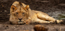 Resting Lion-1